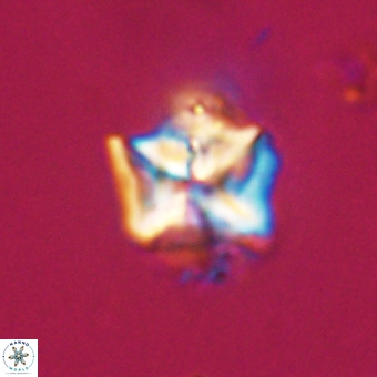 Micula decussata VR 22024