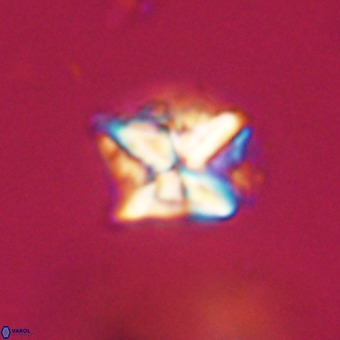 Micula decussata VR 22025