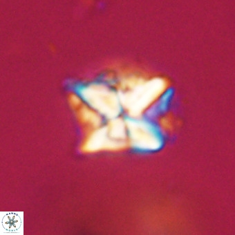 Micula decussata VR 22025