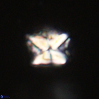 Micula decussata VR 22026
