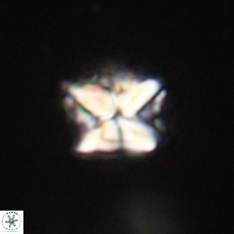 Micula decussata VR 22026