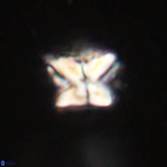 Micula decussata VR 22027
