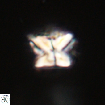 Micula decussata VR 22027