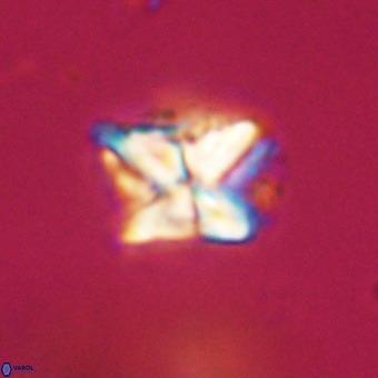 Micula decussata VR 22028