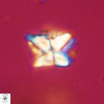 Micula decussata VR 22028