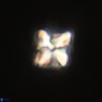 Micula decussata VR 22029