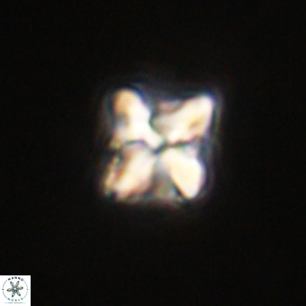 Micula decussata VR 22029