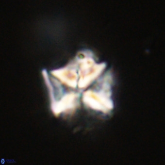 Micula decussata VR 22022