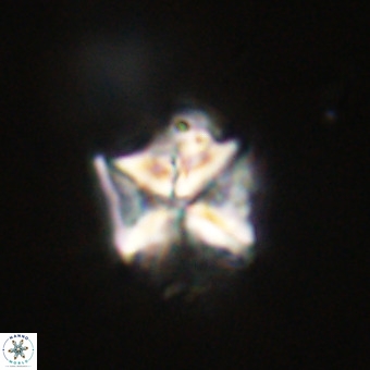 Micula decussata VR 22022