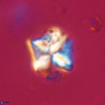 Micula decussata VR 22023