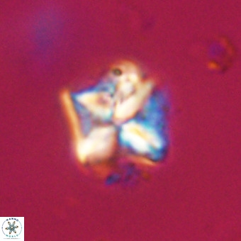 Micula decussata VR 22023