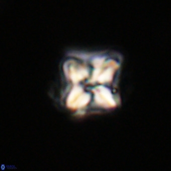 Micula decussata VR 22034