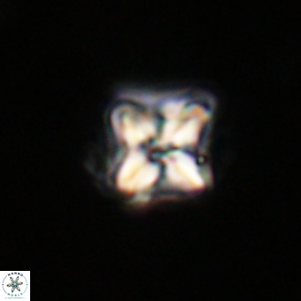 Micula decussata VR 22034