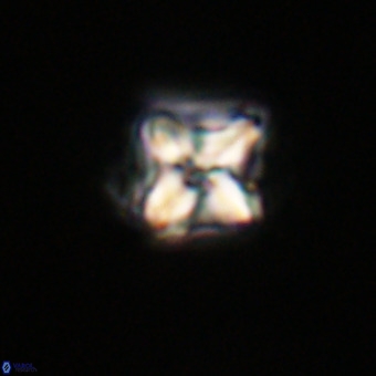 Micula decussata VR 22035