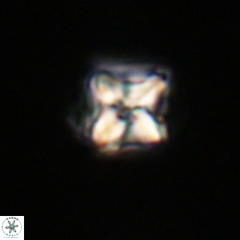Micula decussata VR 22035