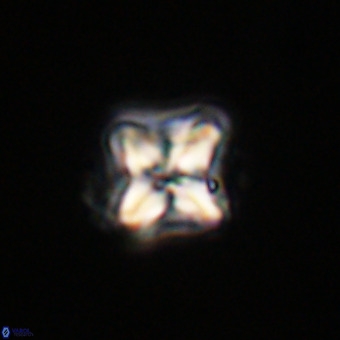 Micula decussata VR 22036