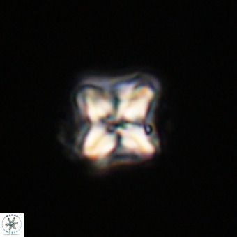 Micula decussata VR 22036
