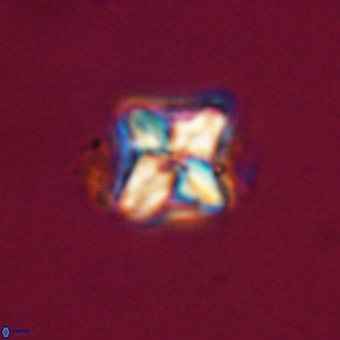 Micula decussata VR 22037