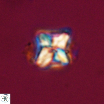 Micula decussata VR 22037
