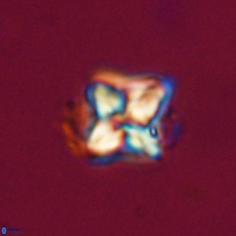 Micula decussata VR 22038