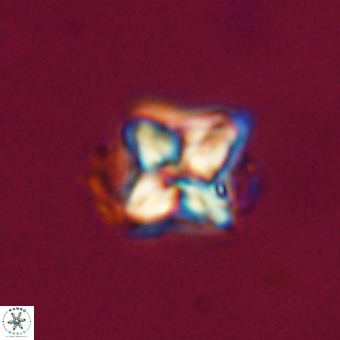 Micula decussata VR 22038