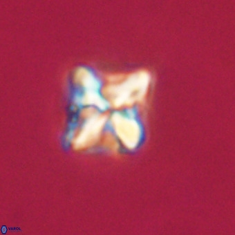 Micula decussata VR 22030