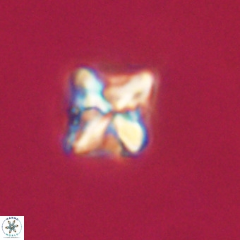 Micula decussata VR 22030