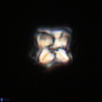Micula decussata VR 22032