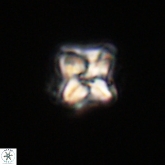 Micula decussata VR 22032