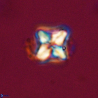 Micula decussata VR 22033