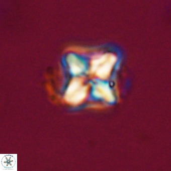 Micula decussata VR 22033