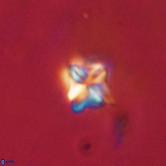 Micula decussata VR 22725