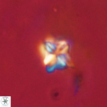 Micula decussata VR 22725