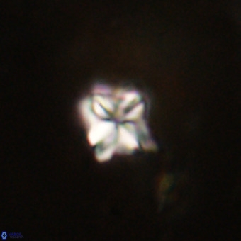 Micula decussata VR 22726