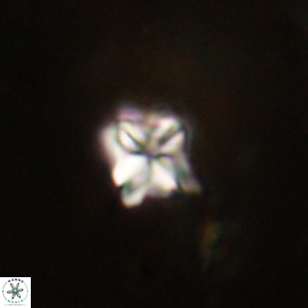 Micula decussata VR 22726