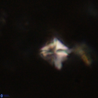 Micula decussata VR 22727