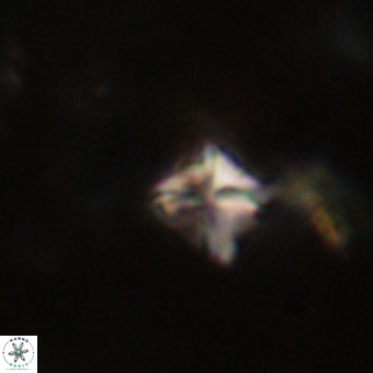 Micula decussata VR 22727