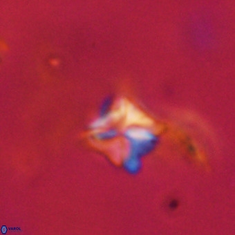 Micula decussata VR 22728