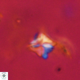 Micula decussata VR 22728