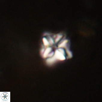 Micula decussata VR 22729