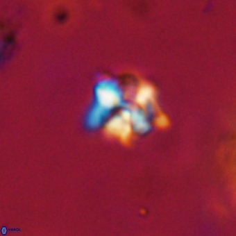 Micula decussata VR 22734