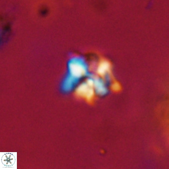 Micula decussata VR 22734