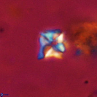 Micula decussata VR 22735