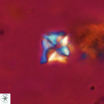Micula decussata VR 22735