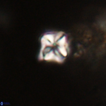 Micula decussata VR 22736