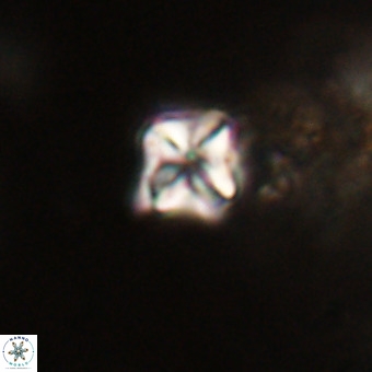 Micula decussata VR 22736