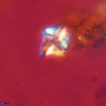 Micula decussata VR 22737