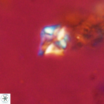 Micula decussata VR 22737