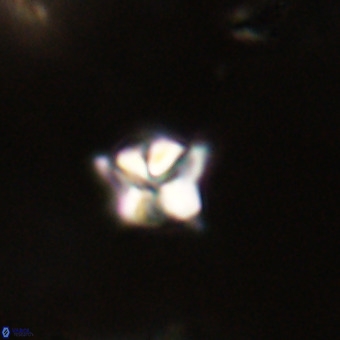 Micula decussata VR 22738