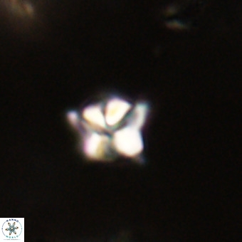 Micula decussata VR 22738
